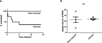 Transient increase in atherosclerotic plaque macrophage content following Streptococcus pneumoniae pneumonia in ApoE-deficient mice